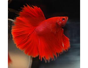 Betta splendens - Kampffisch Half moon XL 5 cm