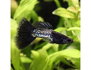 Poecilia reticulata Metal Black Lace - Guppy Paar Grade A 3-4 cm