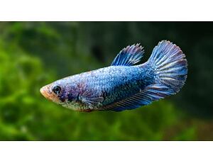 Betta splendens - Kampffisch Weibchen Half Moon 3-4 cm