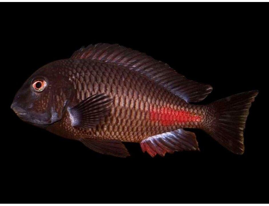 Tropheus moorii Chipimbi - Roter von Sambia 4-5 cm