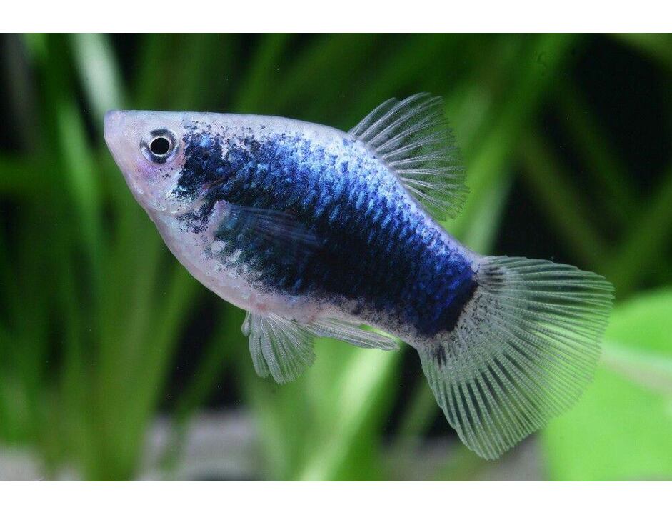 Xiphophorus maculatus Tuxedo Blau - Platy Tuxedo Blau 3 cm