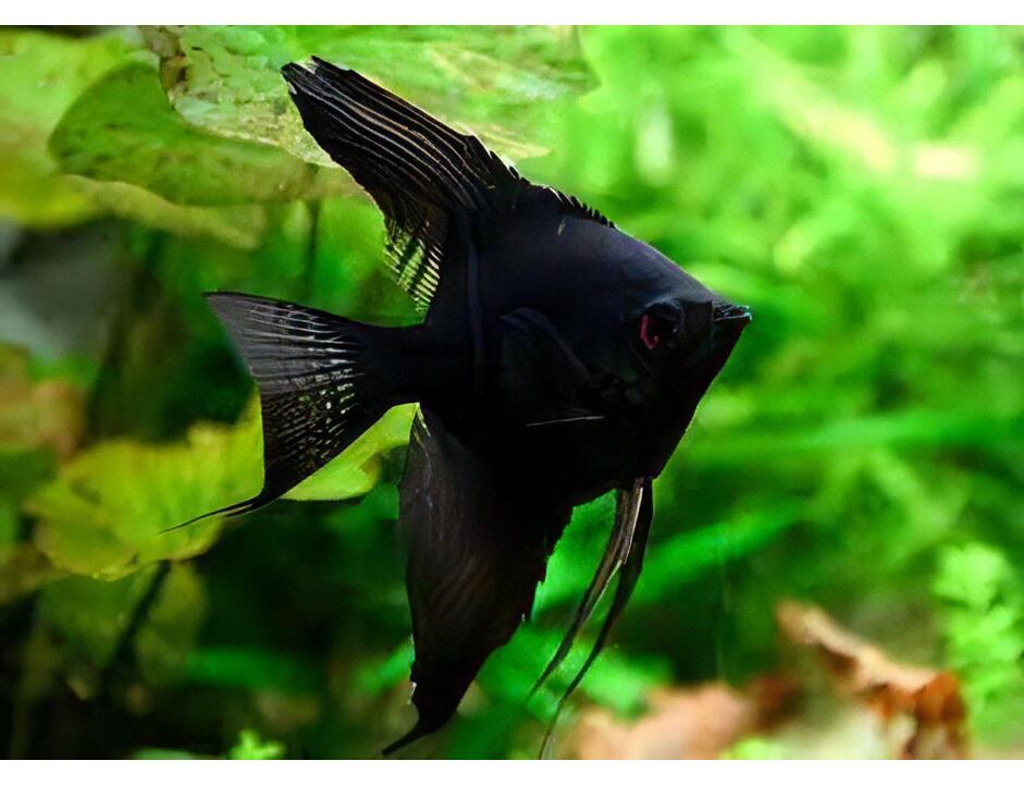 Pterophyllum scalare schwarz - Segelflosser 3-4 cm