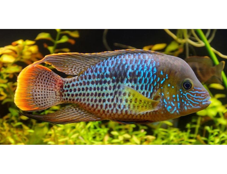 Aequidens rivulatus - Goldsaumbuntbarsch 4-5cm