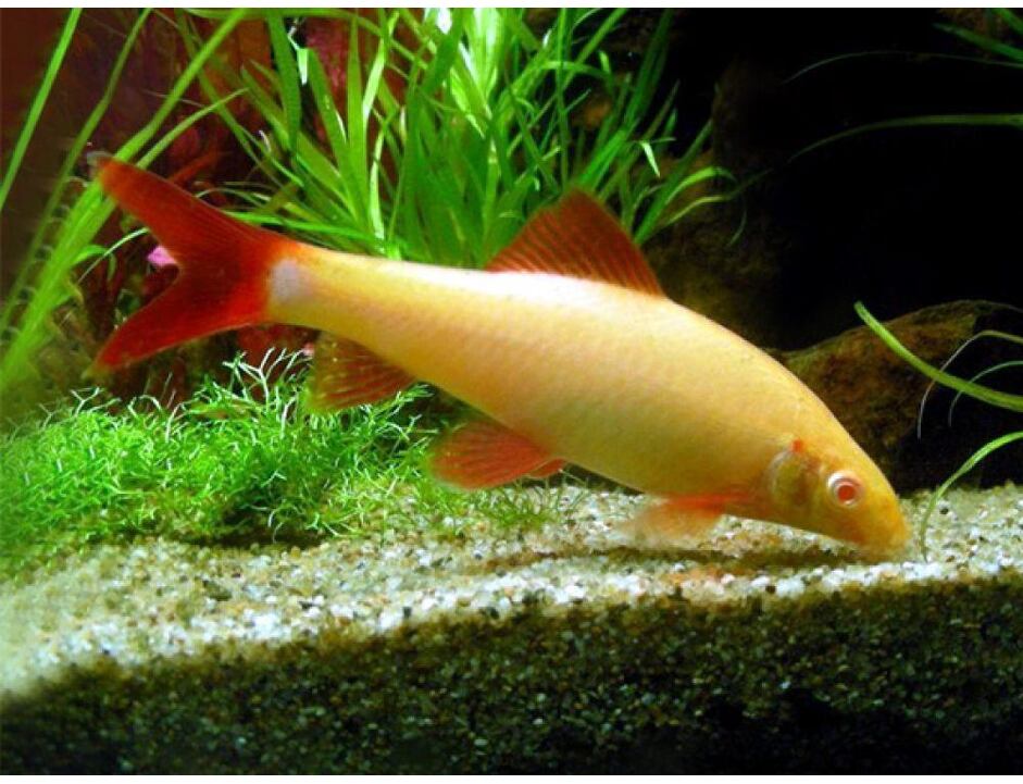 Epalzeorhynchos frenatum Albino - Albino-Fransenlipper 4-5 cm