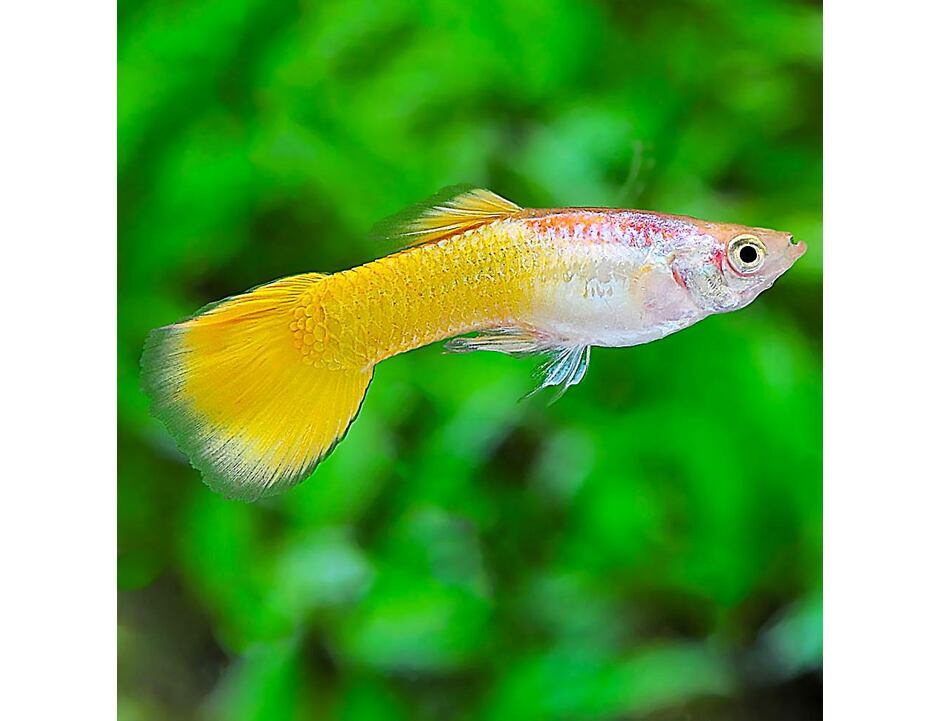 Poecilia reticulata German Yellow - Guppy Paar Grade A 3-4 cm