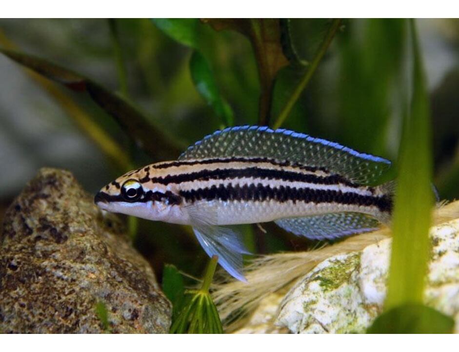 Julidochromis dickfeldi - Dickfelds Schlankcichlide 3-4 cm